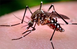 documental del mosquito