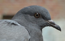 Documental de las Palomas