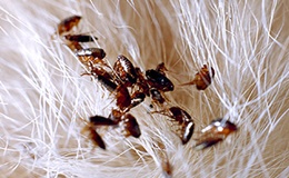 HABITAT DE LOS ALACRANES