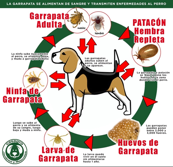 Ciclo biológico de la garrapata