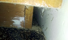 restos de alar de pareja nupcial termitas